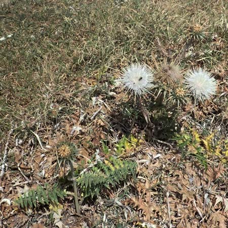 Cynara cornigera \ Gehrnte Artischocke / Horned Artichoke, Zypern/Cyprus Petra tou Romiou 30.3.2025
