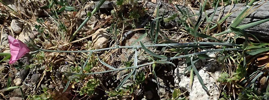 Convolvulus dorycnium \ Backenklee-Winde /  Bindweed, Zypern/Cyprus Akamas, Neo Chorio 20.3.2025