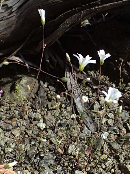 Eremogone picta \ Bemalte Miere / Painted Sandwort, Zypern/Cyprus Akamas, Neo Chorio 20.3.2025