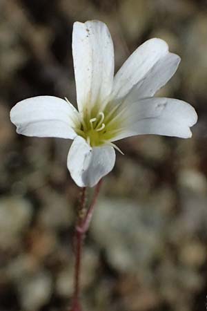 Eremogone picta \ Bemalte Miere / Painted Sandwort, Zypern/Cyprus Akamas, Neo Chorio 20.3.2025