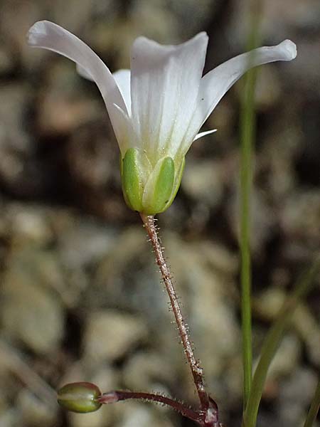 Eremogone picta \ Bemalte Miere / Painted Sandwort, Zypern/Cyprus Akamas, Neo Chorio 20.3.2025