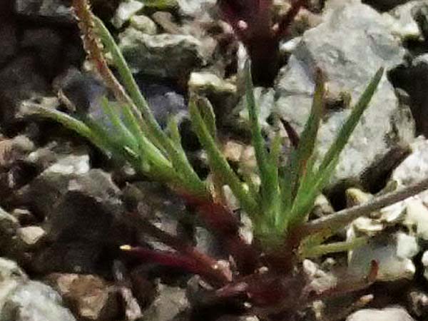 Eremogone picta \ Bemalte Miere / Painted Sandwort, Zypern/Cyprus Akamas, Neo Chorio 20.3.2025