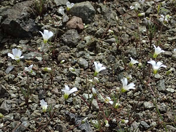 Eremogone picta \ Bemalte Miere / Painted Sandwort, Zypern/Cyprus Akamas, Neo Chorio 20.3.2025
