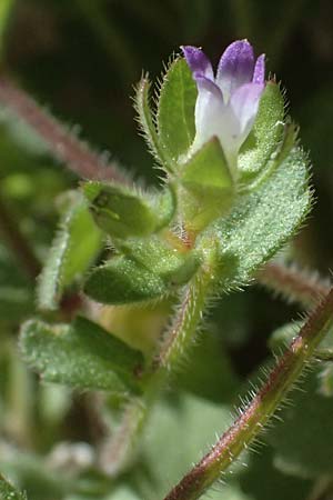 Campanula erinus \ Leberbalsam-Glockenblume / Small Bellflower, Zypern/Cyprus Kourion 29.3.2025