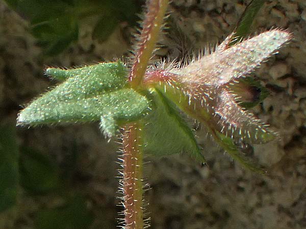 Campanula erinus \ Leberbalsam-Glockenblume / Small Bellflower, Zypern/Cyprus Kourion 29.3.2025