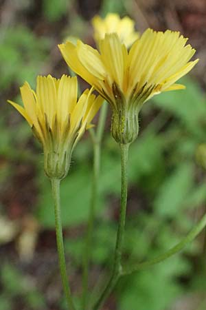 Crepis fraasii \ Fraas' Pippau, Zypern Avakas Gorge 22.3.2025