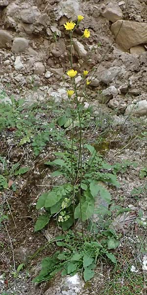 Crepis fraasii \ Fraas' Pippau, Zypern Avakas Gorge 22.3.2025