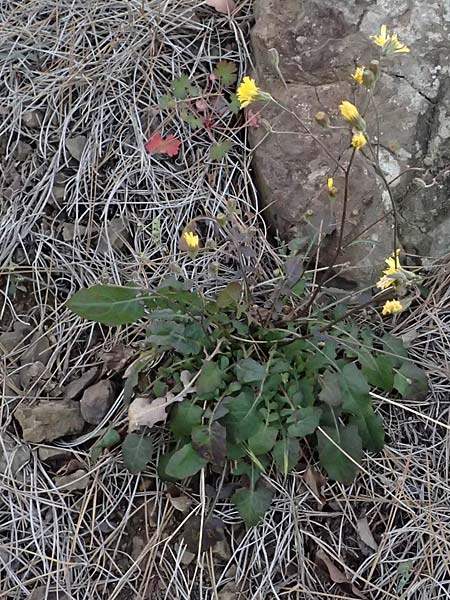 Crepis fraasii \ Fraas' Pippau, Zypern Xyliatos 26.3.2025