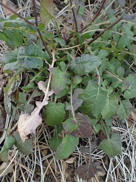 Crepis fraasii \ Fraas' Pippau, Zypern Xyliatos 26.3.2025