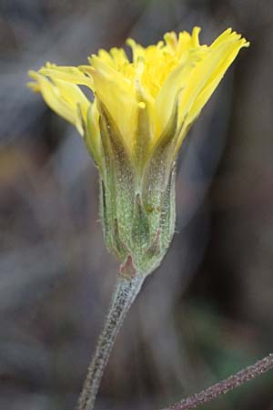 Crepis fraasii \ Fraas' Pippau, Zypern Xyliatos 26.3.2025