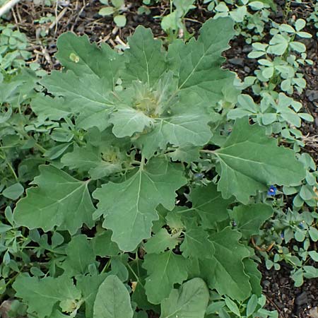 Chenopodium giganteum \ Baum-Spinat, Riesen-G�nsefu� / Tree Spinach, Zypern/Cyprus Prov.  Paphos,  Fasoula 1.4.2025