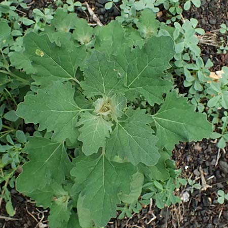 Chenopodium giganteum \ Baum-Spinat, Riesen-G�nsefu� / Tree Spinach, Zypern/Cyprus Prov.  Paphos,  Fasoula 1.4.2025
