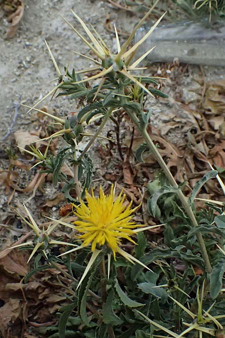 Centaurea hyalolepis \ Bleiche Flockenblume, Glasschuppige Flockenblume / Yellow Star Thistle, Zypern/Cyprus Pissouri 20.3.2025