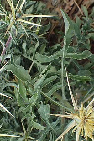 Centaurea hyalolepis \ Bleiche Flockenblume, Glasschuppige Flockenblume / Yellow Star Thistle, Zypern/Cyprus Pissouri 20.3.2025