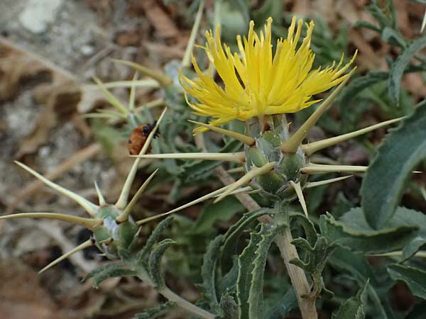 Centaurea hyalolepis \ Bleiche Flockenblume, Glasschuppige Flockenblume / Yellow Star Thistle, Zypern/Cyprus Pissouri 20.3.2025