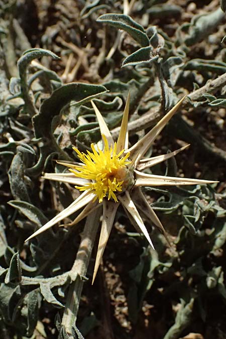 Centaurea hyalolepis \ Bleiche Flockenblume, Glasschuppige Flockenblume / Yellow Star Thistle, Zypern/Cyprus Baths of Aphrodite 27.3.2025