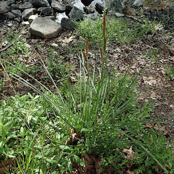 Carex hispida \ Steifhaarige Segge / Hispid Sedge, Zypern/Cyprus Prov.  Paphos,  Episkopi 31.3.2025