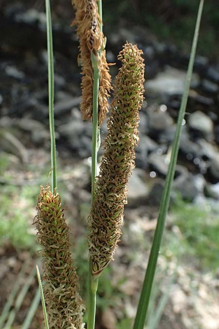 Carex hispida \ Steifhaarige Segge / Hispid Sedge, Zypern/Cyprus Prov.  Paphos,  Episkopi 31.3.2025