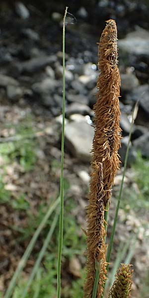 Carex hispida \ Steifhaarige Segge / Hispid Sedge, Zypern/Cyprus Prov.  Paphos,  Episkopi 31.3.2025