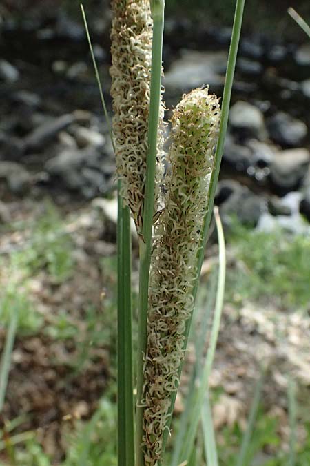 Carex hispida \ Steifhaarige Segge / Hispid Sedge, Zypern/Cyprus Prov.  Paphos,  Episkopi 31.3.2025