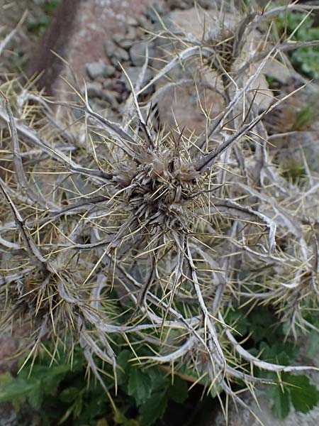 Carlina lanata \ Wollige Eberwurz, Zypern Madari 26.3.2025