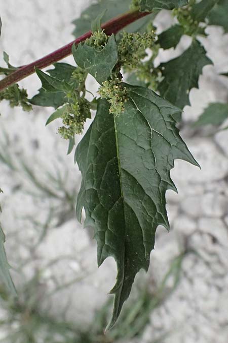 Chenopodium murale \ Mauer-Gnsefu / Nettle-Leaf Goosefoot, Zypern/Cyprus Tochni 21.3.2025
