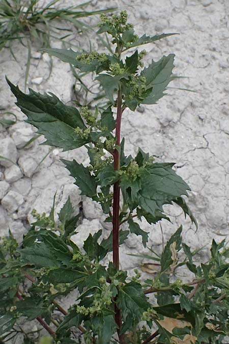 Chenopodium murale \ Mauer-Gnsefu / Nettle-Leaf Goosefoot, Zypern/Cyprus Tochni 21.3.2025