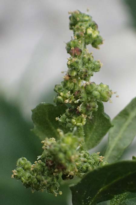 Chenopodium murale \ Mauer-Gnsefu / Nettle-Leaf Goosefoot, Zypern/Cyprus Tochni 21.3.2025