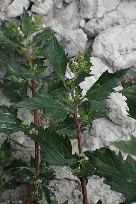 Chenopodium murale \ Mauer-Gnsefu / Nettle-Leaf Goosefoot, Zypern/Cyprus Tochni 21.3.2025