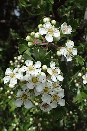 Crataegus monogyna \ Eingriffeliger Weidorn / Hawthorn, Zypern/Cyprus Pano Lefkara 25.3.2025