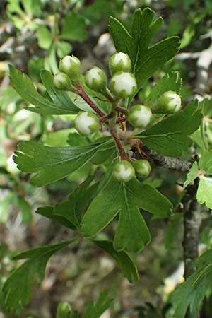 Crataegus monogyna \ Eingriffeliger Weidorn / Hawthorn, Zypern/Cyprus Pano Lefkara 25.3.2025
