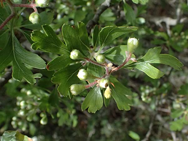 Crataegus monogyna \ Eingriffeliger Weidorn / Hawthorn, Zypern/Cyprus Pano Lefkara 25.3.2025