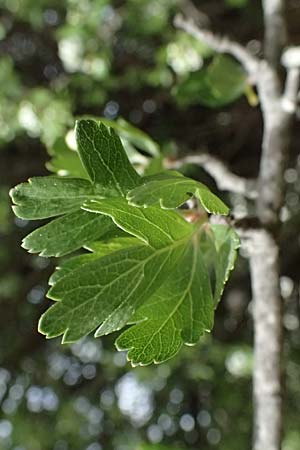 Crataegus monogyna \ Eingriffeliger Weidorn / Hawthorn, Zypern/Cyprus Pano Lefkara 25.3.2025