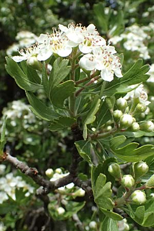 Crataegus monogyna \ Eingriffeliger Weidorn / Hawthorn, Zypern/Cyprus Pano Lefkara 25.3.2025