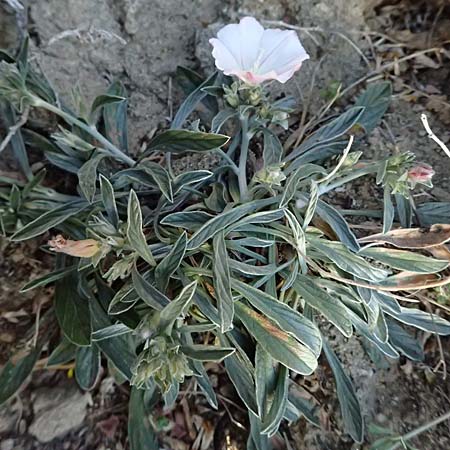Convolvulus oleifolius \ &Ouml;lbaumbl&auml;ttrige Winde / Pink Bindweed, Zypern/Cyprus Akrotiri 23.3.2025