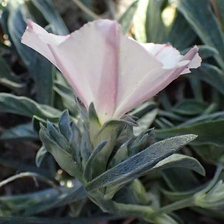 Convolvulus oleifolius \ &Ouml;lbaumbl&auml;ttrige Winde / Pink Bindweed, Zypern/Cyprus Akrotiri 23.3.2025