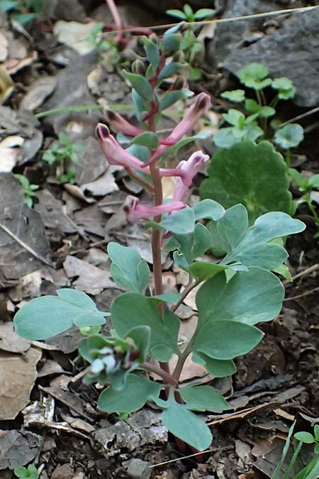 Corydalis rutifolia \ Rautenbl&auml;ttriger Lerchensporn / Rue-Leaved Corydalis, Zypern/Cyprus Madari 26.3.2025