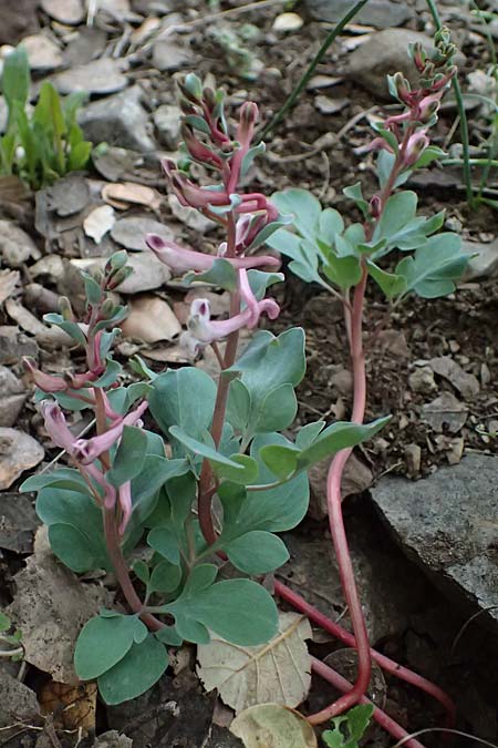 Corydalis rutifolia \ Rautenbl&auml;ttriger Lerchensporn / Rue-Leaved Corydalis, Zypern/Cyprus Madari 26.3.2025