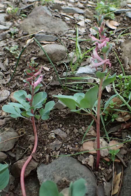 Corydalis rutifolia \ Rautenbl&auml;ttriger Lerchensporn / Rue-Leaved Corydalis, Zypern/Cyprus Madari 26.3.2025