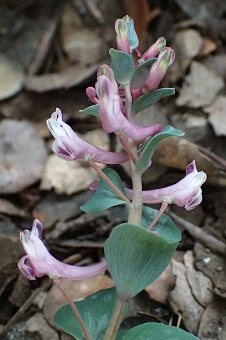 Corydalis rutifolia \ Rautenbl&auml;ttriger Lerchensporn / Rue-Leaved Corydalis, Zypern/Cyprus Madari 26.3.2025