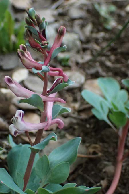Corydalis rutifolia \ Rautenbl&auml;ttriger Lerchensporn / Rue-Leaved Corydalis, Zypern/Cyprus Madari 26.3.2025