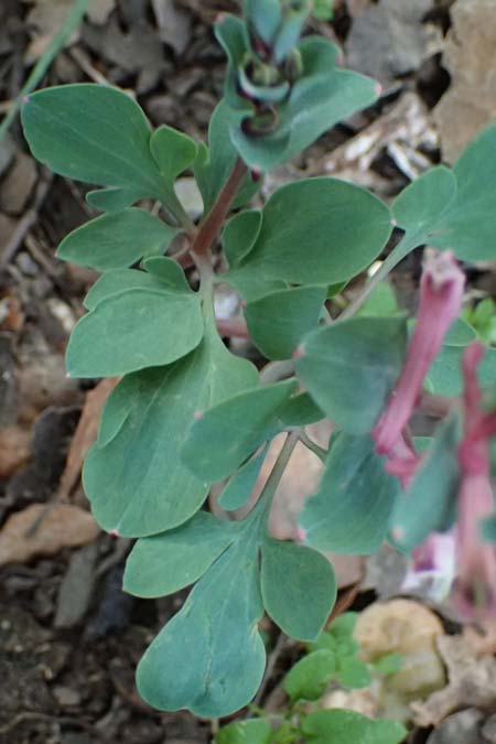 Corydalis rutifolia \ Rautenbl&auml;ttriger Lerchensporn / Rue-Leaved Corydalis, Zypern/Cyprus Madari 26.3.2025
