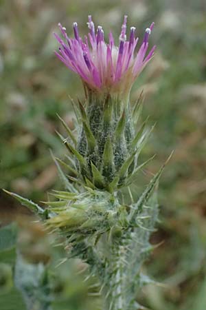 Carduus pycnocephalus \ Kn�uelk�pfige Distel / Plymouth Thistle, Zypern/Cyprus Pissouri 20.3.2025