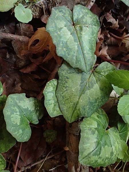 Cyclamen cyprium \ Zypern-Alpenveilchen / Cyprus Cyclamen, Zypern/Cyprus Avakas Gorge 22.3.2025