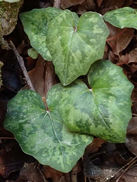 Cyclamen cyprium \ Zypern-Alpenveilchen / Cyprus Cyclamen, Zypern/Cyprus Avakas Gorge 22.3.2025