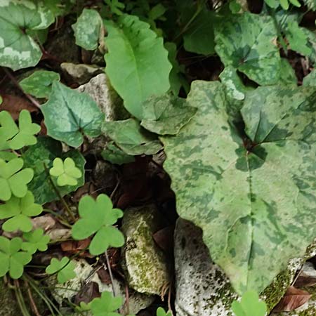 Cyclamen cyprium \ Zypern-Alpenveilchen / Cyprus Cyclamen, Zypern/Cyprus Avakas Gorge 22.3.2025