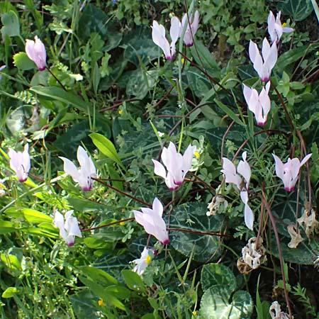 Cyclamen persicum \ Persisches Alpenveilchen / Florist's Cyclamen, Zypern/Cyprus Baths of Aphrodite 27.3.2025