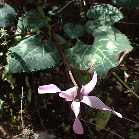 Cyclamen persicum \ Persisches Alpenveilchen / Florist's Cyclamen, Zypern/Cyprus Baths of Aphrodite 27.3.2025