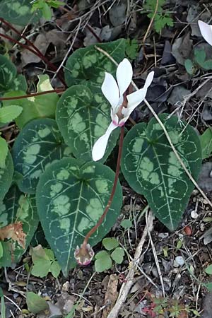 Cyclamen persicum \ Persisches Alpenveilchen / Florist's Cyclamen, Zypern/Cyprus Baths of Aphrodite 27.3.2025