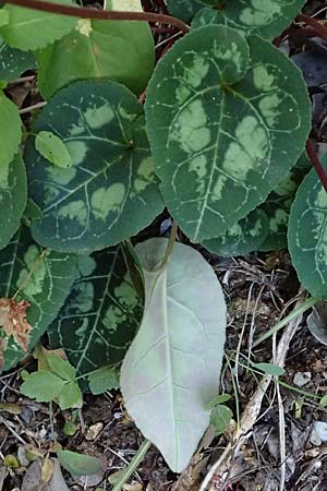 Cyclamen persicum \ Persisches Alpenveilchen / Florist's Cyclamen, Zypern/Cyprus Baths of Aphrodite 27.3.2025